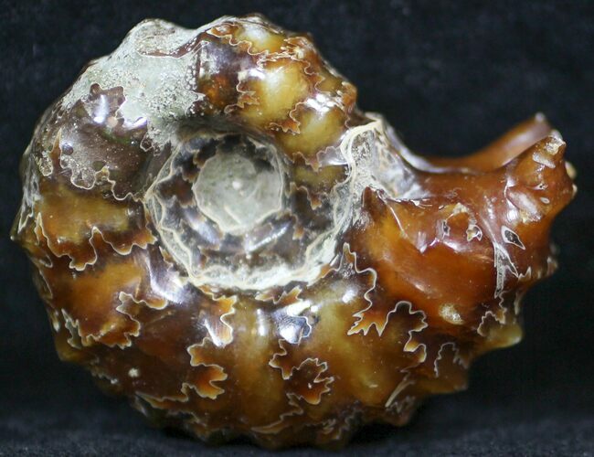Polished, Agatized Douvilleiceras Ammonite - #29285